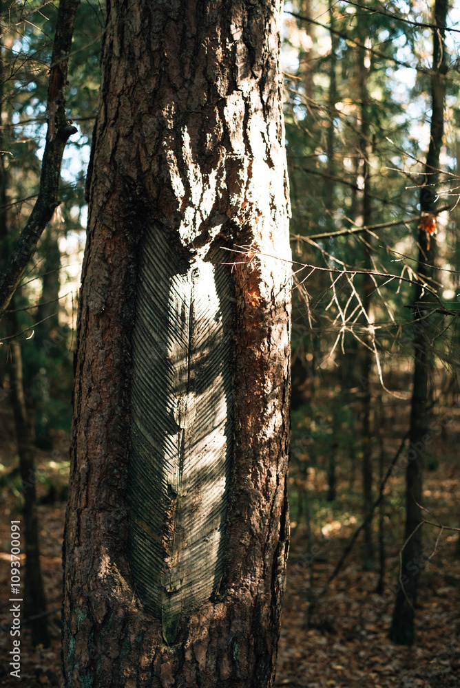 Obraz premium pine bark texture close up