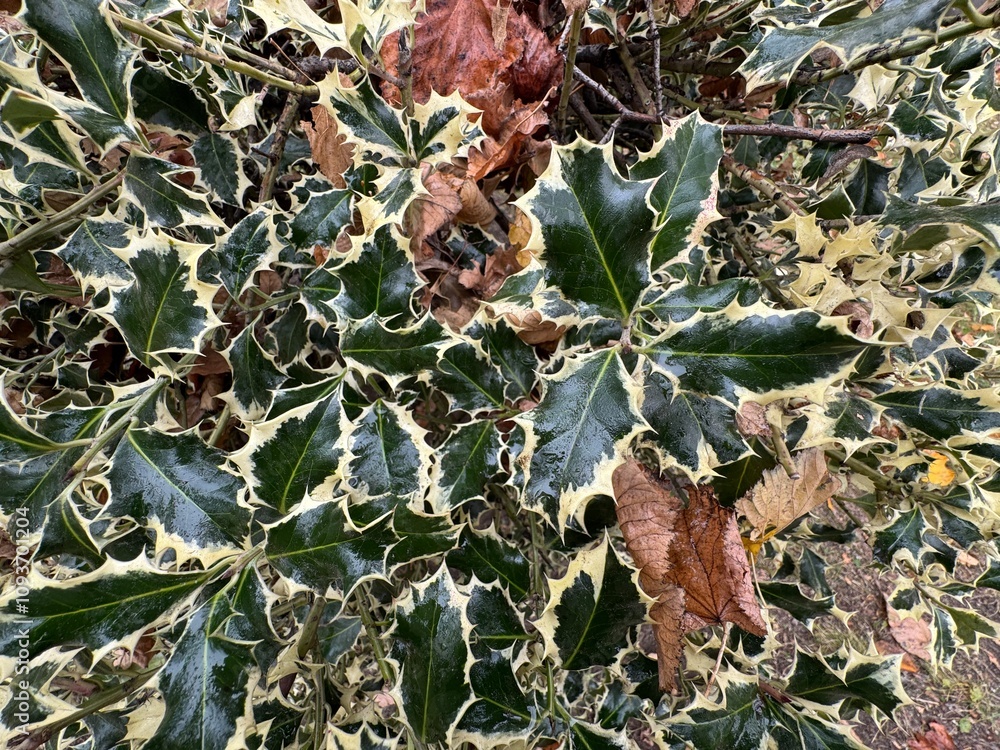 Close-up of gold margined holly leaves (Aurea Marginata) bush in the park. Ilex aquifolium, the holly, English, European holly, or occasionally Christmas holly texture. Family Aquifoliaceae. Close-up of gold margined holly leaves (Aurea Marginata) bush in the park. Ilex aquifolium, the holly, English, European holly, or occasionally Christmas holly texture. Family Aquifoliaceae.