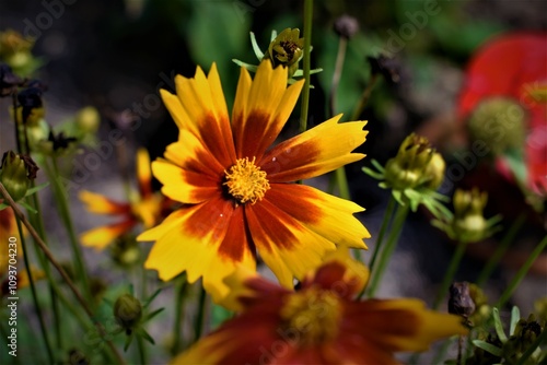 yellow flowers in the garden