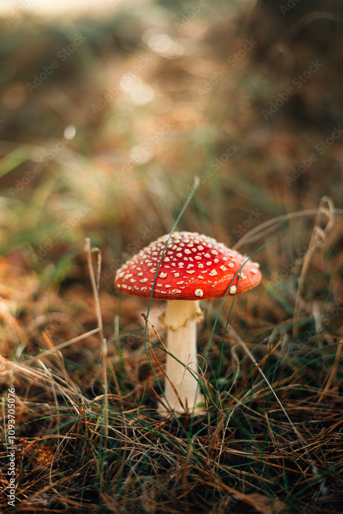 Toxic and hallucinogen mushroom Fly Agaric in grass on autumn forest Toxic and hallucinogen mushroom Fly Agaric in grass on autumn forest