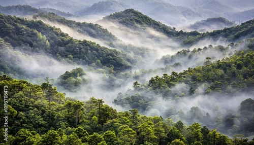 Misty Morning in a Lush Green Forest