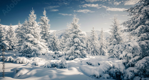 Wallpaper Mural Shiny coniferous trees covered with fluffy snow on a frosty day. Merry Christmas and happy new year greeting postcard. Torontodigital.ca