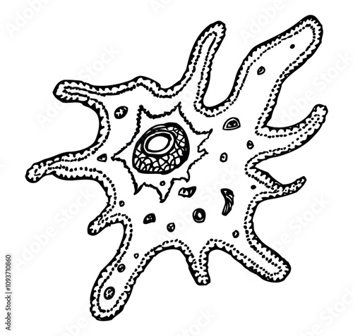 Amoeba protozoa microorganism, contour hand drawing, vector illustration isolated on white