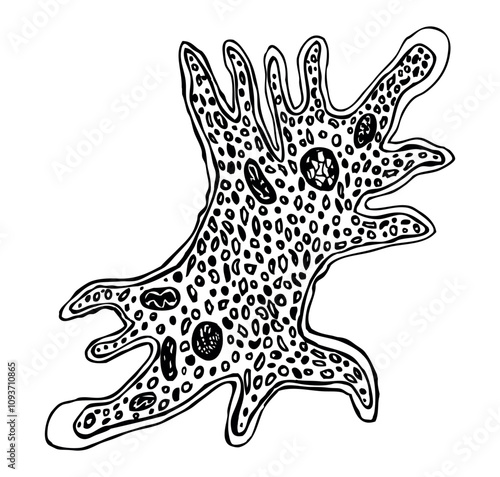Amoeba protozoa microorganism, contour hand drawn vector illustration isolated on white