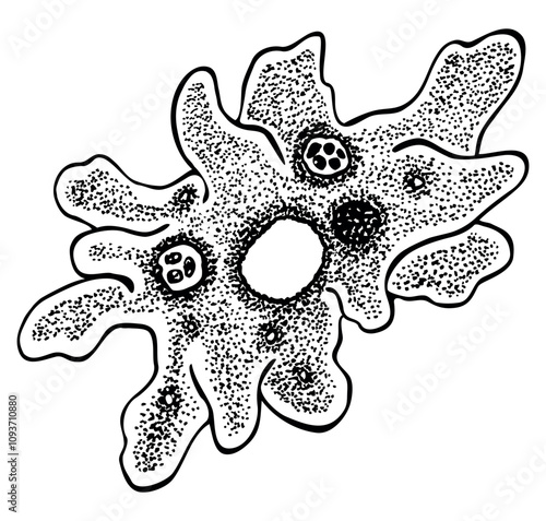 Amoeba protozoa microorganism, vector contour hand drawn illustration isolated on white