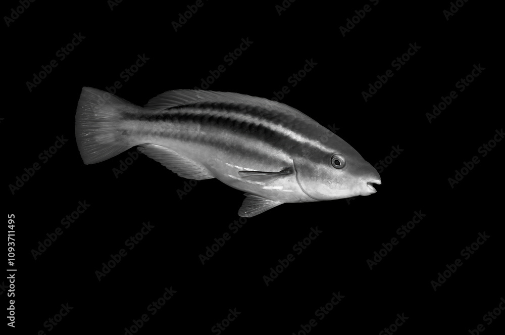 Fototapeta premium Beautiful black and white image of a sea creature with a black background