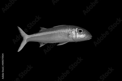 Beautiful black and white image of a sea creature with a black background