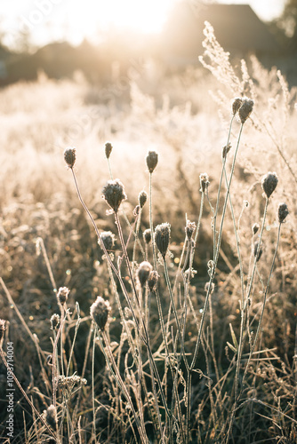 grass in the morning with frost