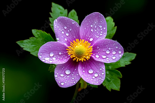 Beautiful pink flower with raindrops on petals, surrounded by vibrant green leaves against a striking dark background, showcasing nature’s delicate beauty and intricate details.