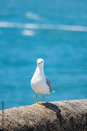 Seagull sea bird on beach promenade in touristic Biarritz city, Basque Country, Bay of Biscay of Atlantic ocean, France photo