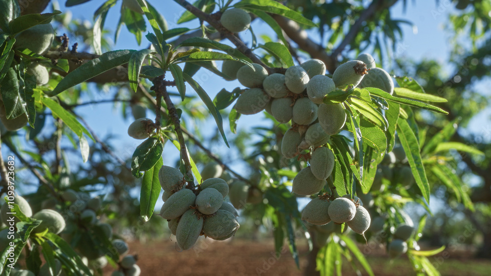 Green almonds on an almond tree in a lush orchard in puglia, italy, showcasing fresh growth against a sunny blue sky. Green almonds on an almond tree in a lush orchard in puglia, italy, showcasing fresh growth against a sunny blue sky.