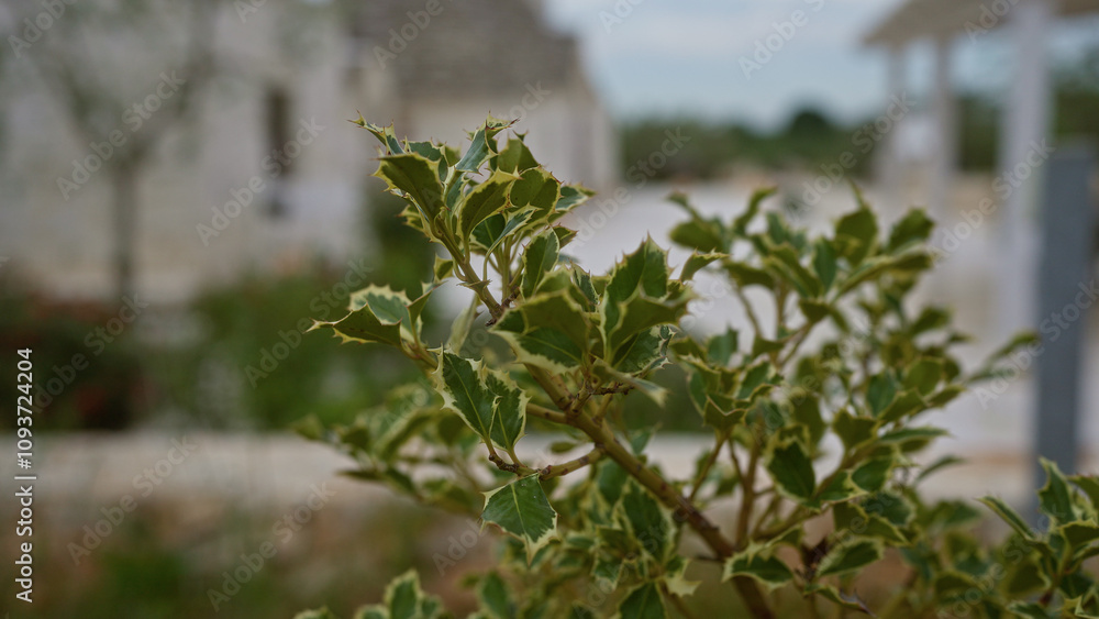 Close-up of a holly oak quercus ilex plant in an outdoor setting in puglia, italy, showcasing clear leaf details against a blurred background. Close-up of a holly oak quercus ilex plant in an outdoor setting in puglia, italy, showcasing clear leaf details against a blurred background.