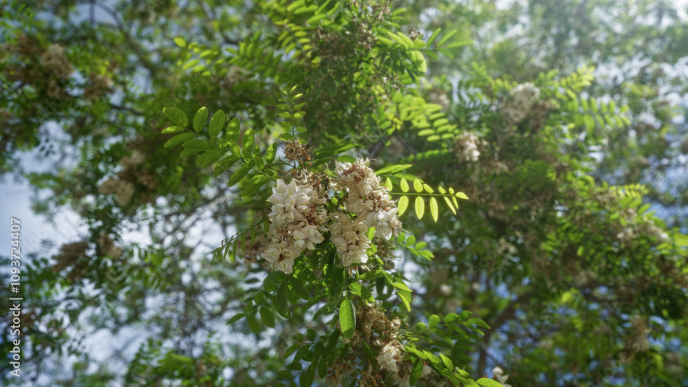 Fototapeta premium Close-up of a locust tree, robinia pseudoacacia, showing clusters of white flowers and green leaves in an outdoor setting in puglia, italy, on a sunny day.