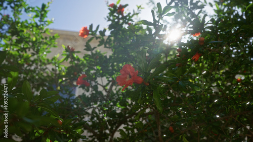 Vibrant pomegranate flowers basking in sunlight from a tree in an outdoor garden in puglia, italy, create a striking and lush setting with bright red blossoms amidst green foliage.