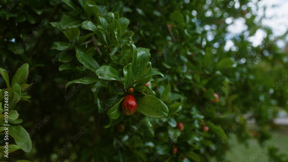 Close-up of a pomegranate bush with lush green leaves and red flower buds in an outdoor setting in puglia, southern italy, captured in natural lighting. Close-up of a pomegranate bush with lush green leaves and red flower buds in an outdoor setting in puglia, southern italy, captured in natural lighting.