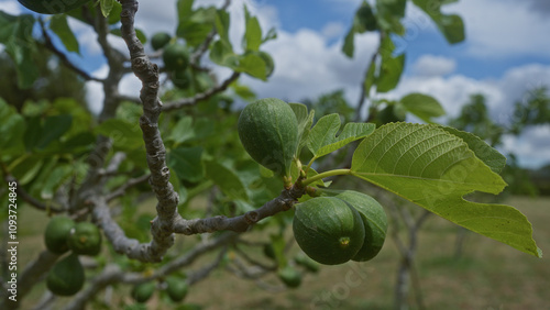 Wallpaper Mural Ripe fig fruits hang from a branch of a fig tree in a sunny puglia orchard with a clear blue sky in the background. Torontodigital.ca