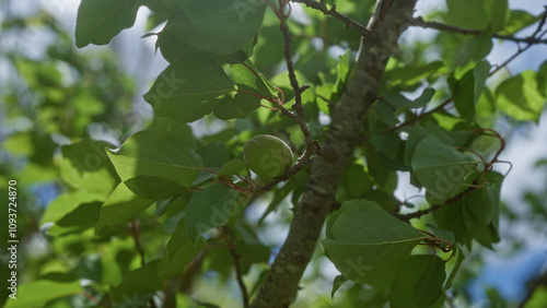 Close-up of green apricot fruit on an apricot tree in a sunny orchard in puglia, italy, with lush green leaves and a clear blue sky in the background.