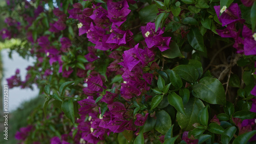 Vibrant bougainvillea spectabilis with magenta bracts and green leaves blooming outdoors in puglia, italy, showcasing the lush floral beauty of southern nature. photo