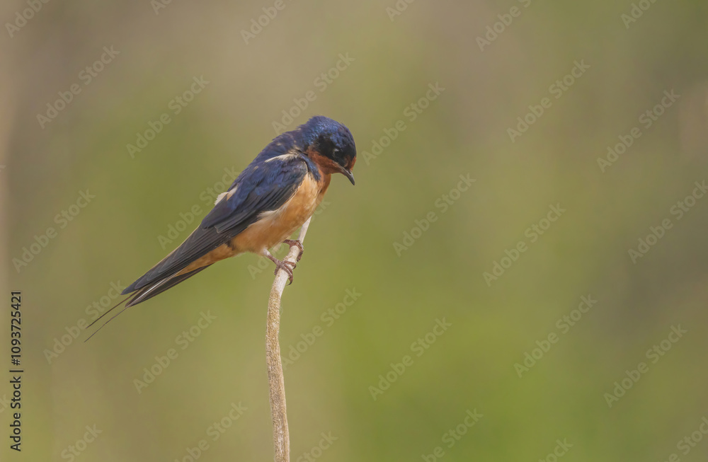 Fototapeta premium Barn Swallow In The Marsh