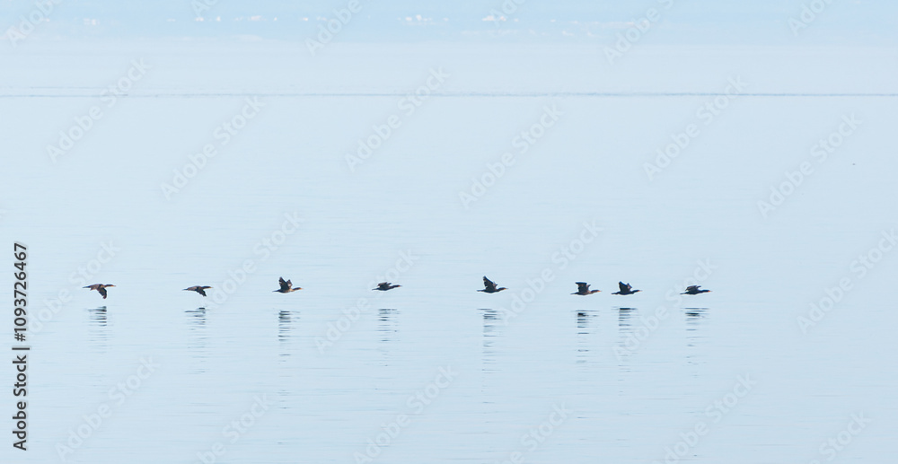 A serene shot of birds flying low over calm waters, reflecting their silhouettes on the surface. Captures the beauty of nature and tranquility in motion. A serene shot of birds flying low over calm waters, reflecting their silhouettes on the surface. Captures the beauty of nature and tranquility in motion.