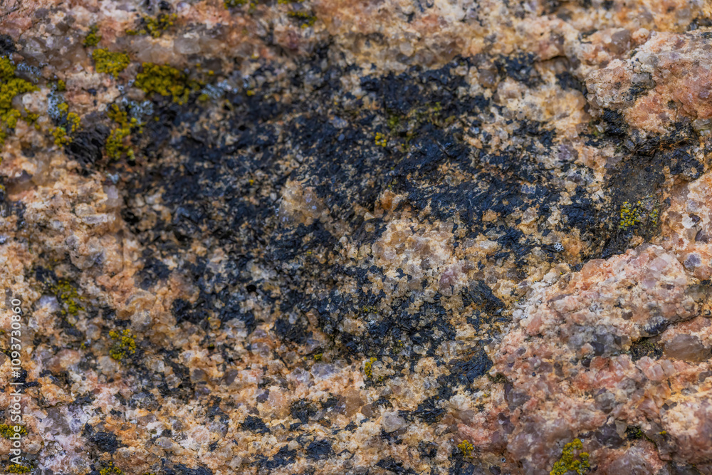 Variety Of Lichens On Stone Variety Of Lichens On Stone