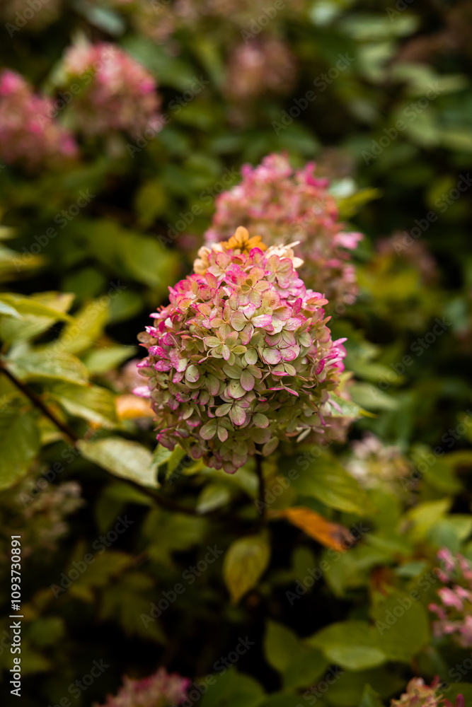 Close Up of Hydrangea Flower with Pink and Green Hues Close Up of Hydrangea Flower with Pink and Green Hues