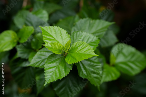 Wallpaper Mural Closeup of fresh new-growth leaves on a hibiscus bush Torontodigital.ca
