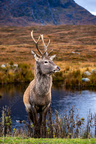 deer in the woods