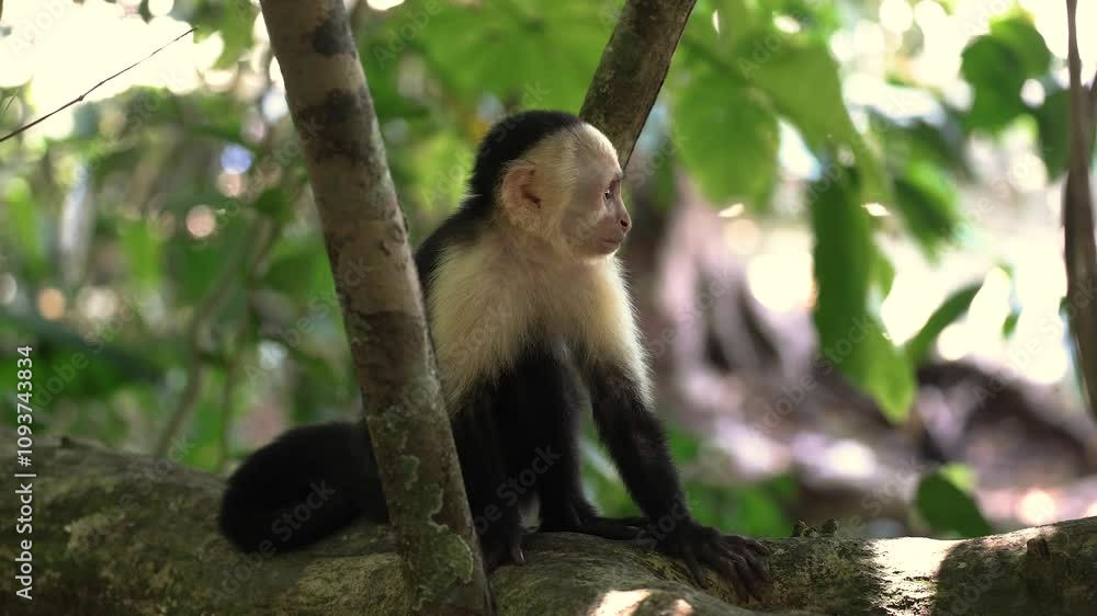A white-faced capuchin monkey in Costa Rica A white-faced capuchin monkey in Costa Rica