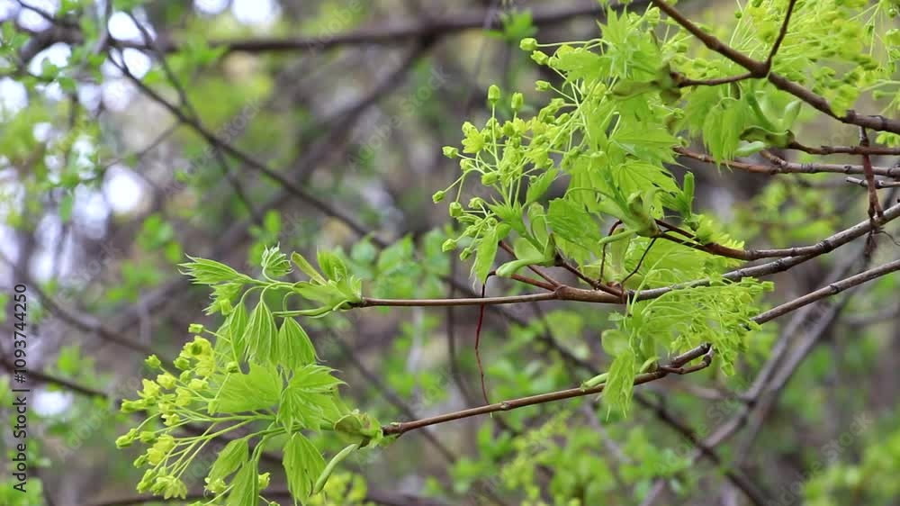Close-up of maple tree flowers blooming in early spring Close-up of maple tree flowers blooming in early spring