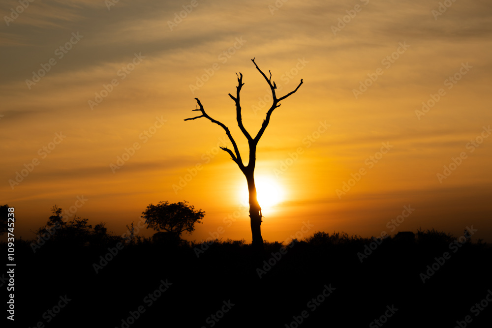 lever de soleil dans le Parc National Kruger, Afrique du Sud lever de soleil dans le Parc National Kruger, Afrique du Sud