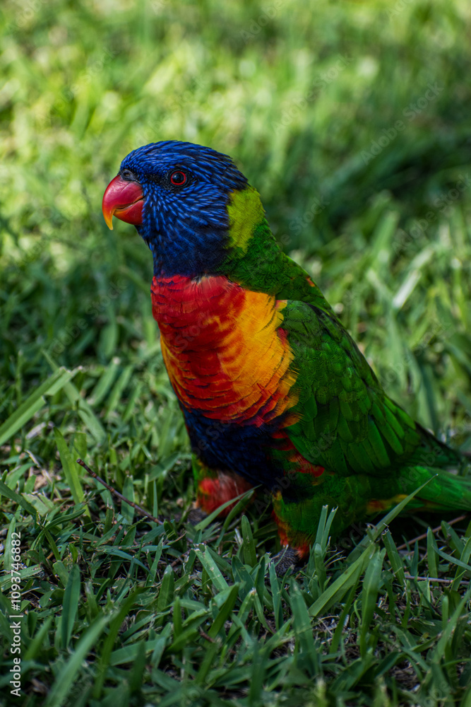rainbow lorikeet parrot rainbow lorikeet parrot