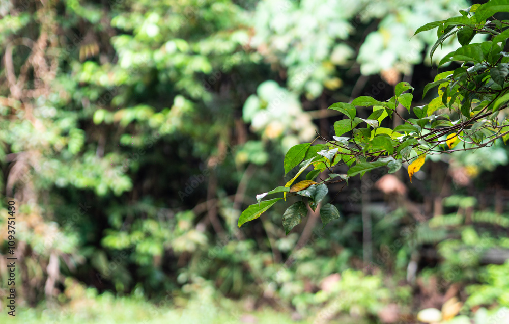 Tropical plants flowers southeast asia jungle lush green rich Tropical plants flowers southeast asia jungle lush green rich
