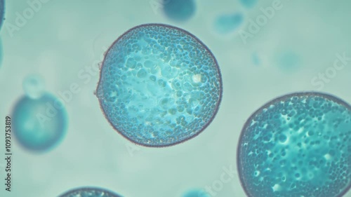 Pollen grain showing subcellular structure photo