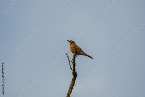 American Robin Perched on Treetop