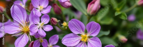 Vibrant purple flower petals and leaves create a beautiful botanical display, detail, botanical, blossom