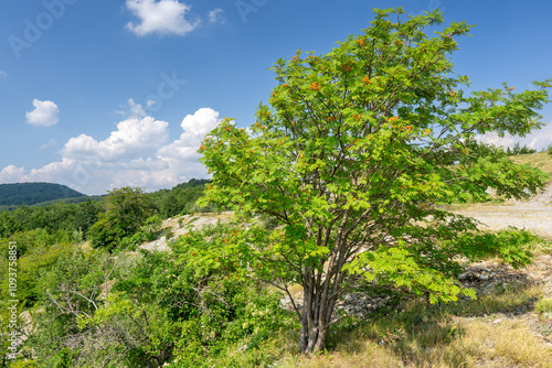 tree in the mountains