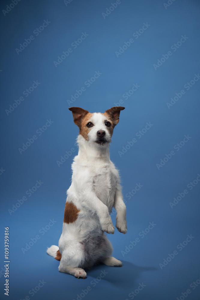 A Jack Russell Terrier sits calmly against a blue background, presenting a gentle and peaceful expression. The portrait emphasizes the dog serene and composed nature in a quiet studio setting. A Jack Russell Terrier sits calmly against a blue background, presenting a gentle and peaceful expression. The portrait emphasizes the dog serene and composed nature in a quiet studio setting.