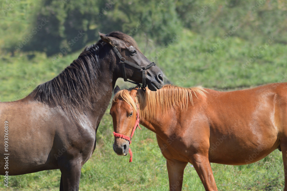 Two horses, one in dark brown and the in brown color with their muzzles facing each other, doing something like a caress movement