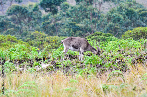 Wild goat Nilgiri Tahr photo