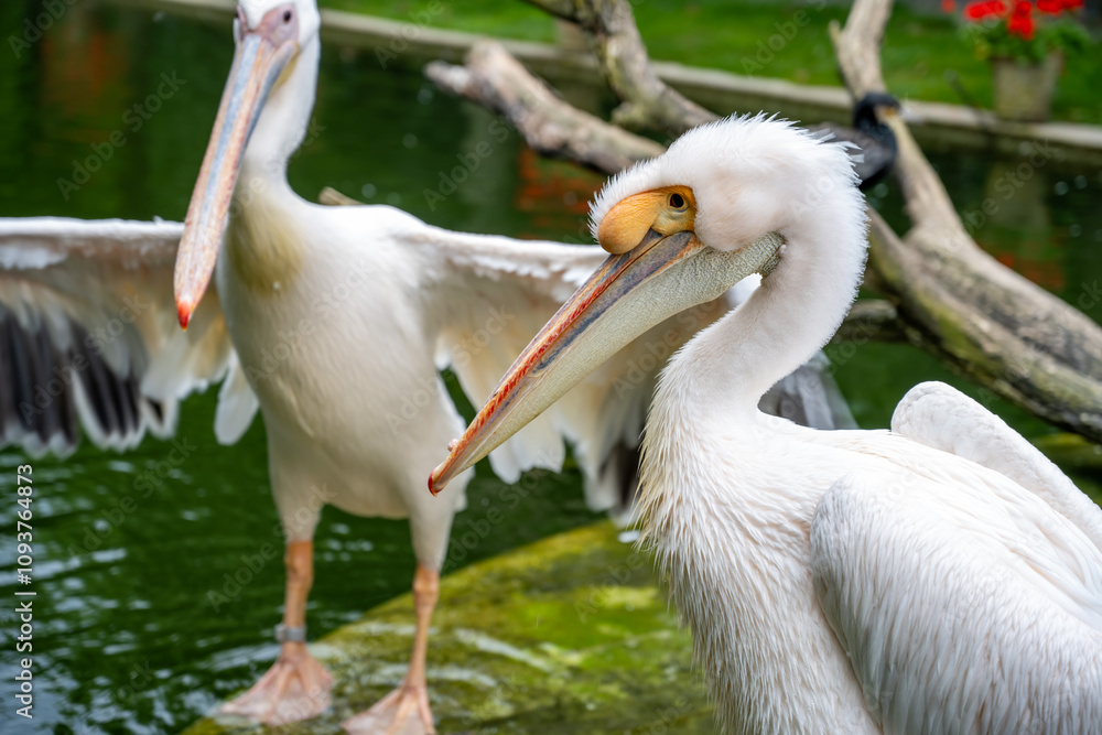 The Great White Pelican (Pelecanus onocrotalus) is a large waterfowl. The Great White Pelican (Pelecanus onocrotalus) is a large waterfowl.