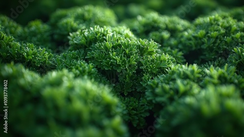 Lush green parsley plants in a field.