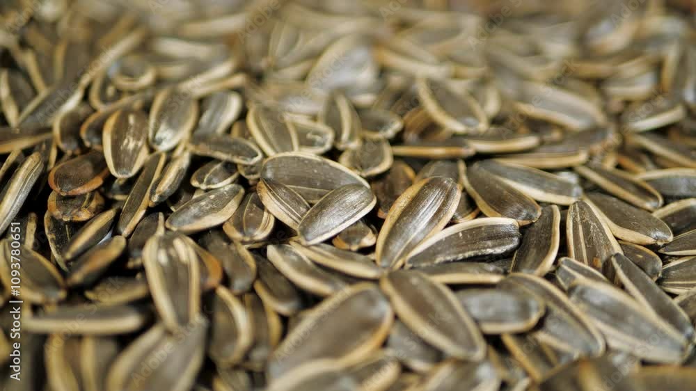 Dried Sunflower Seeds Rotating Close Up. Top View. Background from Natural Products. Healthy Snacks Dried Sunflower Seeds Rotating Close Up. Top View. Background from Natural Products. Healthy Snacks