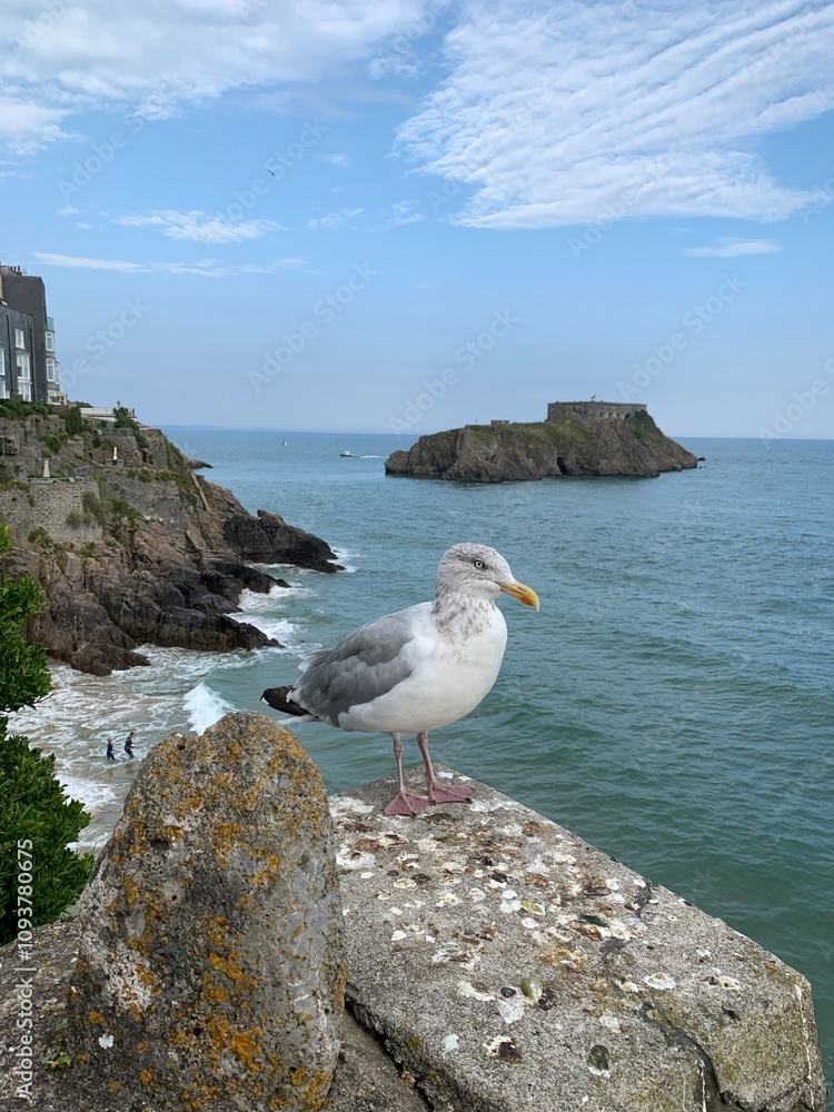 seagull on the rocks near sea seagull on the rocks near sea