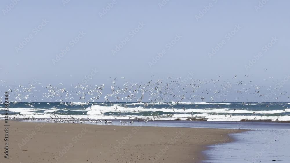 gaviotas volando orilla del mar, océano atlántico, argentina