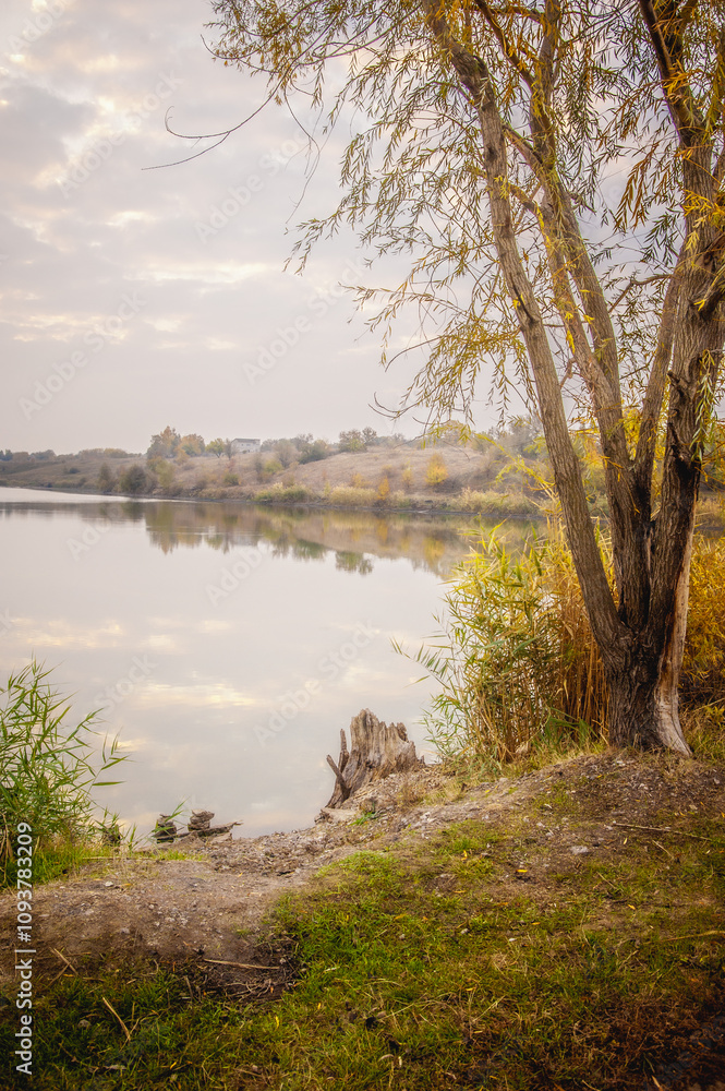 The shore of a calm lake, where Willow and green reeds grow, with the reflection of a bright dawn sky with clouds in the lake The shore of a calm lake, where Willow and green reeds grow, with the reflection of a bright dawn sky with clouds in the lake