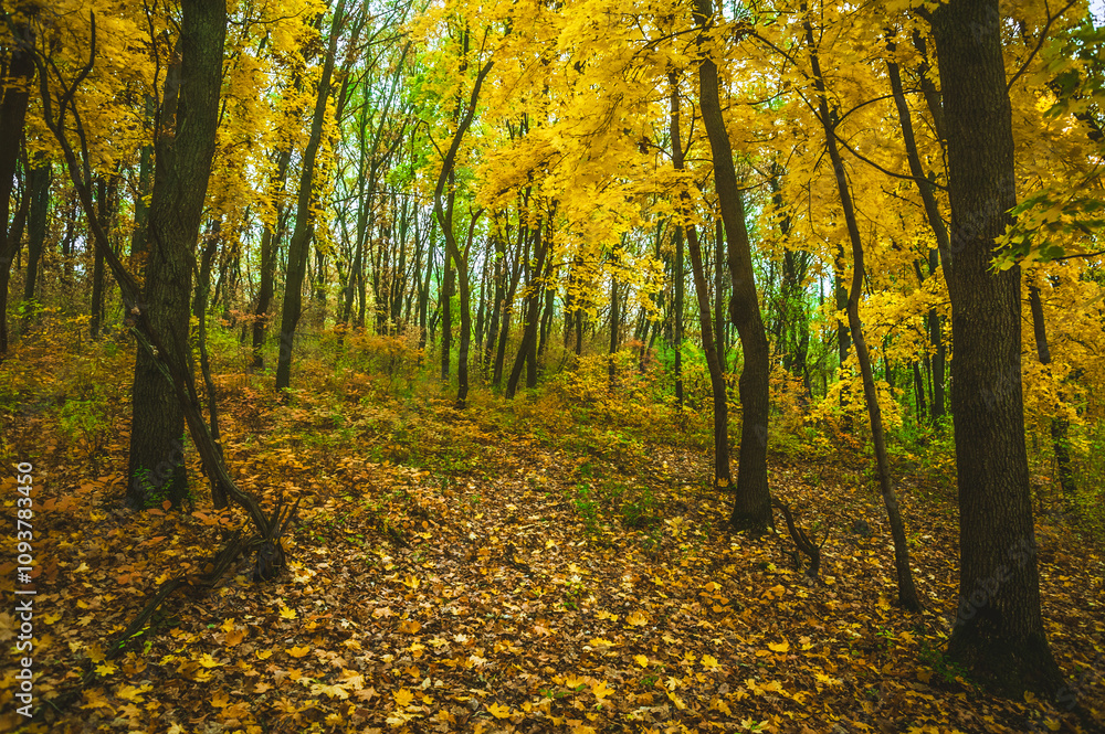 Obraz premium a meadow strewn with bright leaves in an autumn forest, with yellow, orange and green leaves. Autumn atmosphere