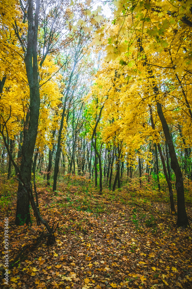 Obraz premium a meadow strewn with bright leaves in an autumn forest, with yellow, orange and green leaves. Autumn atmosphere