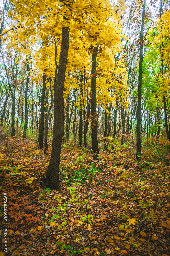Obraz premium a meadow strewn with bright leaves in an autumn forest, with yellow, orange and green leaves. Autumn atmosphere
