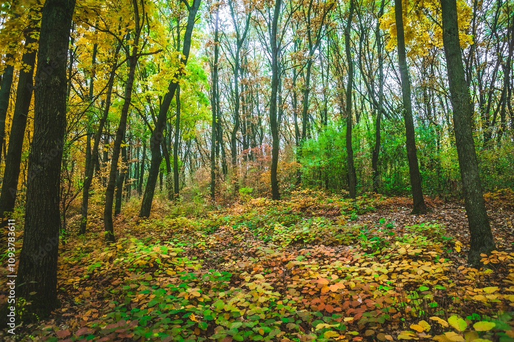Obraz premium a meadow strewn with bright leaves in an autumn forest, with yellow, orange and green leaves. Autumn atmosphere